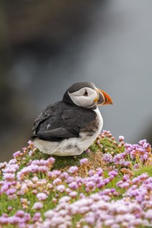 Atlantic puffin