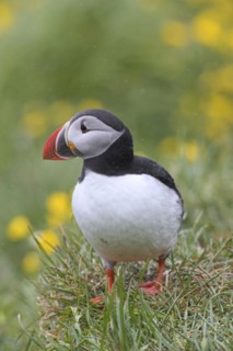Atlantic puffin