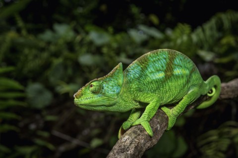 A semi-adult male parson chameleon