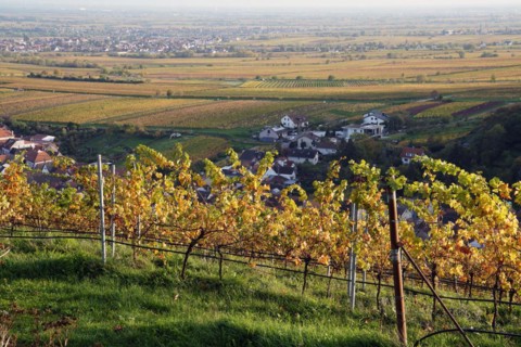 Vineyard