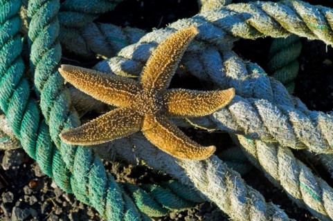Common starfish