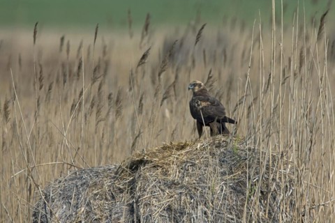 Marsh harrier