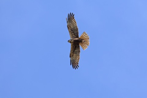 Western marsh harrier