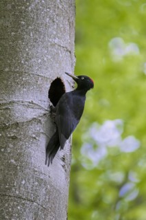 Black woodpecker