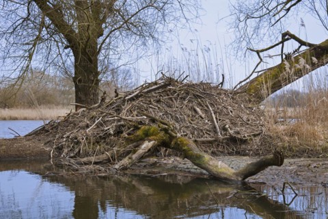 European beaver