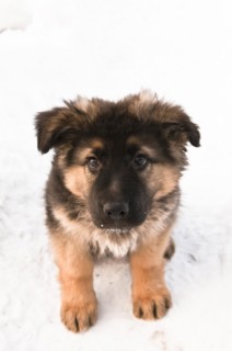 German shepherd