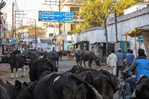 Sacred cows on the street