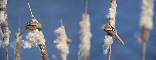 Bearded Reedlings