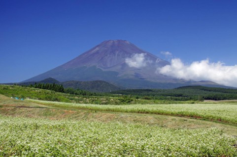Mount Fuji and buckwheat field Shizuoka Japan Asia