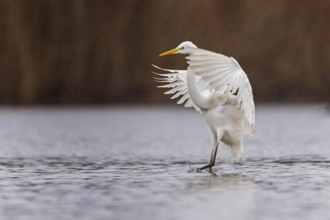 Great egret