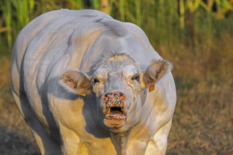 Close-up of white Charolais cow