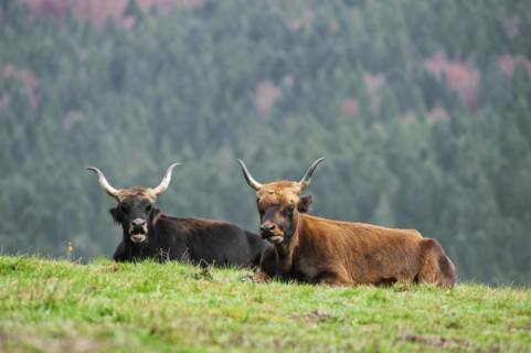 Heck cattle