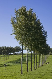 Row of poplars