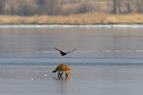 Black crow harassing Red fox