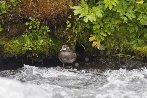 Harlequin duck