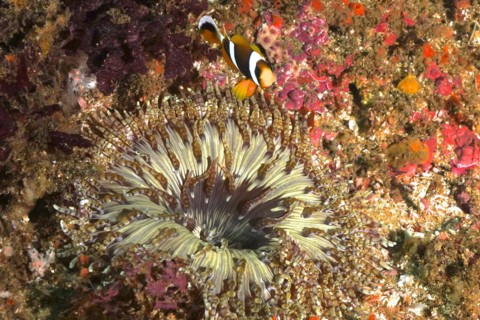 Beaded anemone