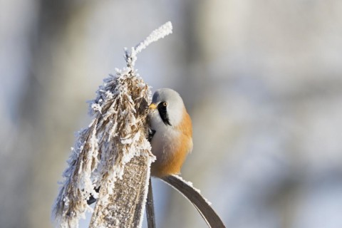 Bearded reedling