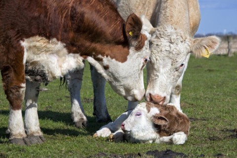 Curious cows