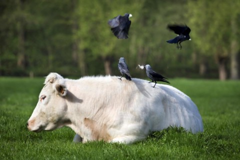 Jackdaws