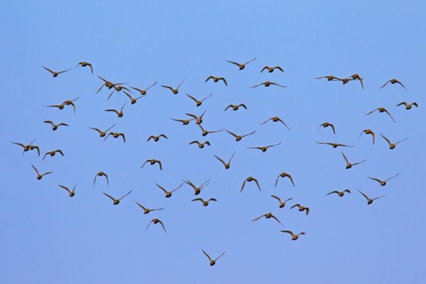 European Golden Plover