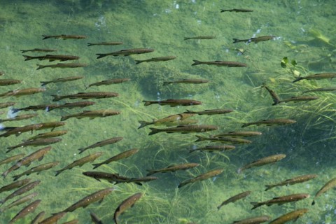 School of common chub