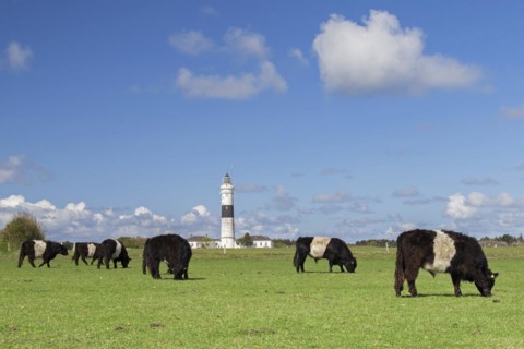 Belted Galloways and the Kampen Lighthouse on the North Frisian island of Sylt
