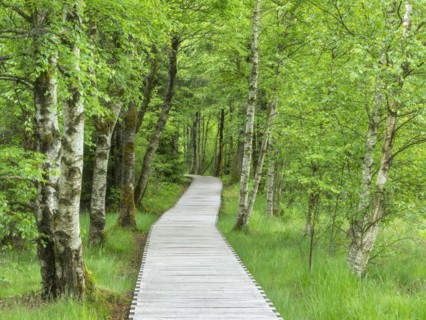 Boardwalk through the Black Moor