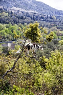 Llogara National Park in the Ceraunian Mountains in southern Albania