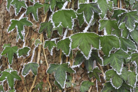 Common ivy covered with hoarfrost