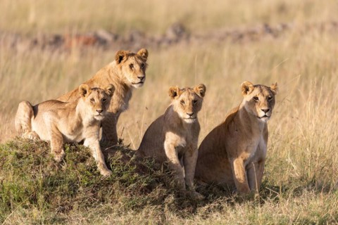 Group of lions