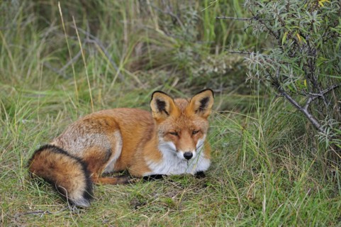 Red fox