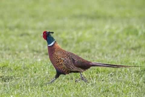 Common pheasant