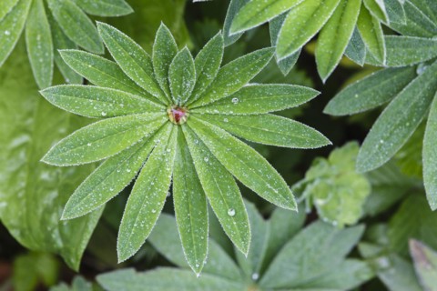Lupin