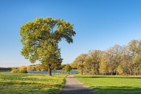 Solitary oak in Plothen pond area