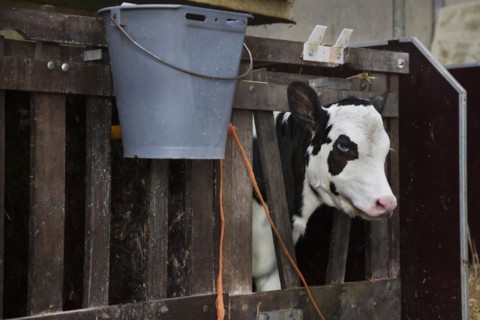 Calf