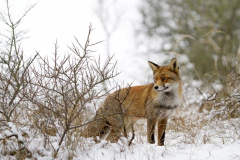 Red fox