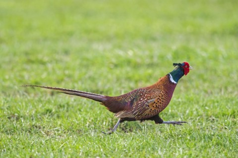 Common pheasant