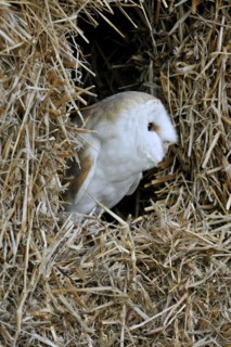 Barn owl