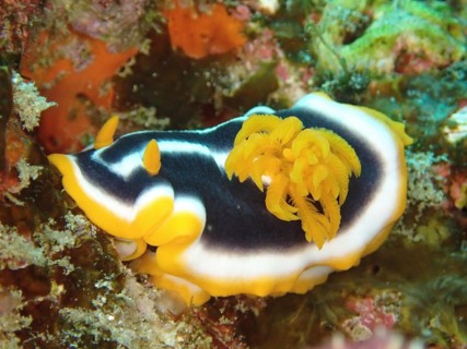 Africa star snail