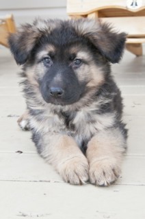 German shepherd puppy