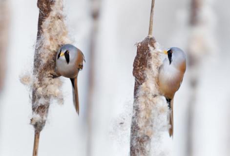 Two Bearded Reedlings