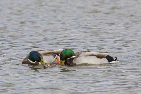 Two mallards