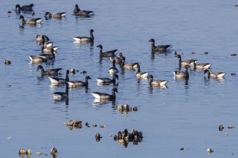 Brant goose