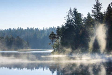 Pines and spruces line the shore of the mirror-smooth Etang de la Gruere moorland lake covered in mist in the canton of Jura