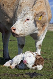 Cow