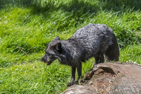 Silver fox
