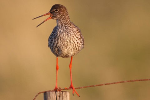 Common Redshank