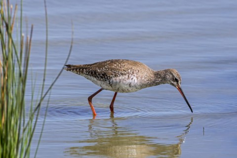 Spotted redshank
