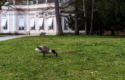 Canada goose