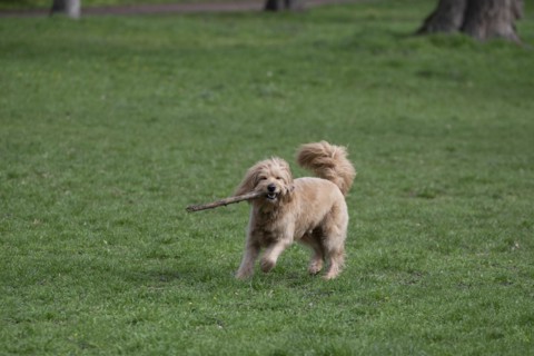 Mini Goldendoodle bites into stick